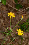 Twoflower dwarfdandelion